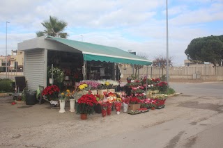 Piante e Fiori di Mariantonietta Fanizzi