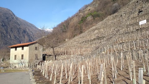 Plozza Vini Tirano