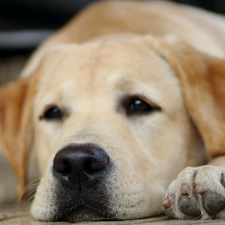 Ambulatorio veterinario Dott Russo Roberto