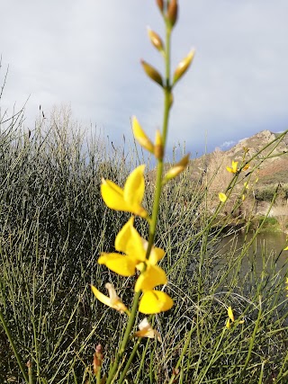 Profumi di Ginestre