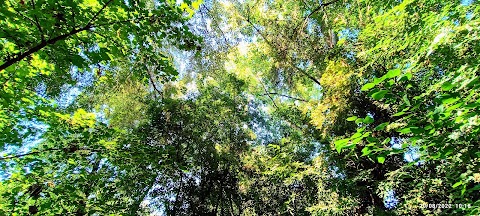 Oasi Bosco di Montorfano