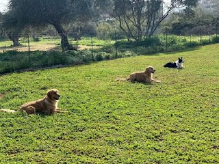 ASD Smiling Dog Palermo Centro Cinofilo