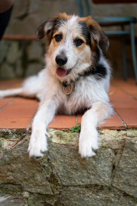 Dog Sitter, Figline Valdarno