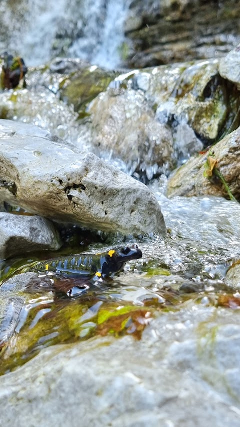 Cascata Fontana Bianca Storo, TN