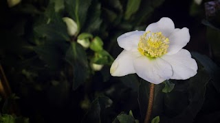 Green Borgato - Garden Fioreria