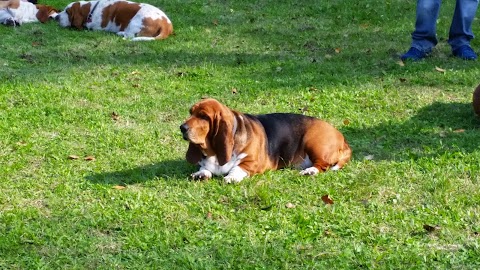 DOG PLANET - Centro Servizi Cinofili - Campo di addestramento