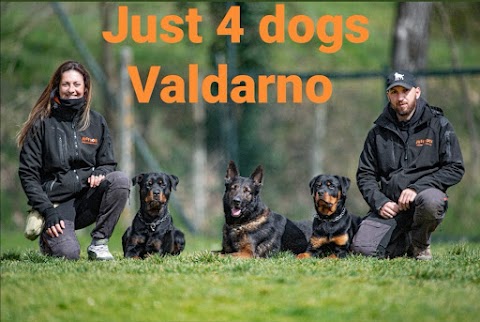 Just 4 dogs Valdarno