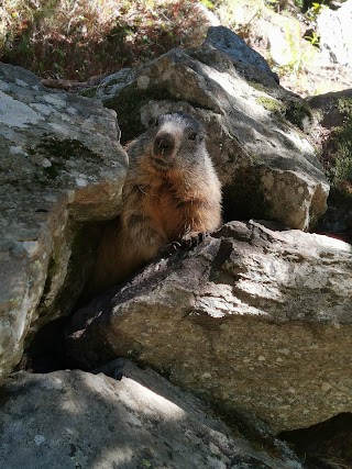 Parco delle marmotte