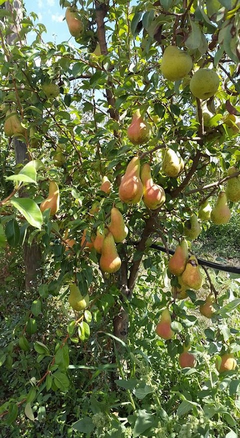 Azienda agricola Bersani Marco