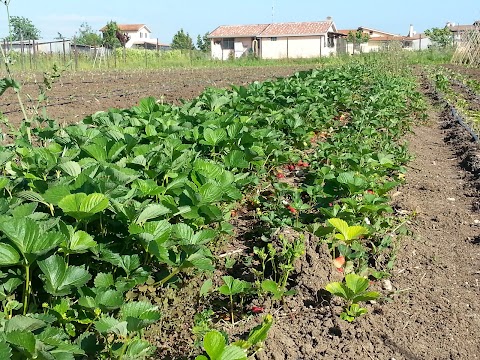 Tenuta Borgo Caere