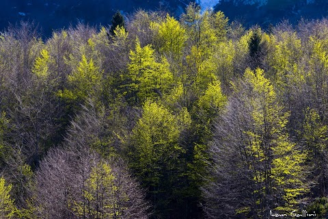 Sentiero Grandi Alberi