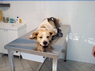 Ambulatorio Veterinario Dr. Gabellone