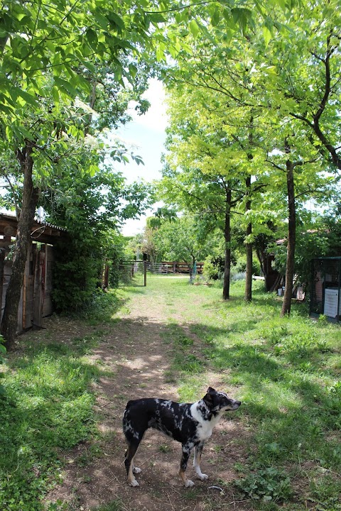 Centro Ippico Albarella - Pony Club, Scuola Equitazione, Pensione Cavalli