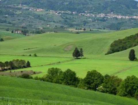 Bartolini Sergio FORESTAL GARDEN