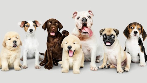 Family Dog Club - Asilo per cani Roma