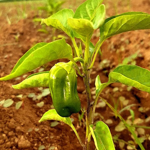 SAF 365 | Azienda Agricola Biologica