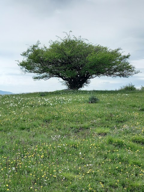 Prati di logarghena MS