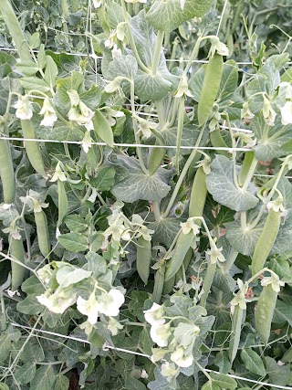 Azienda Agricola Lapiscopia