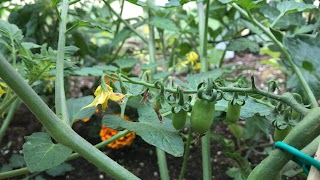 Zambonin agricoltura - Vigorovea