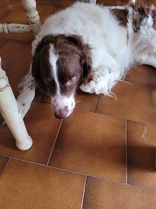 Pianigiani Pensione Cani e Gatti