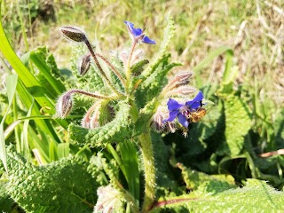 Happy Bee