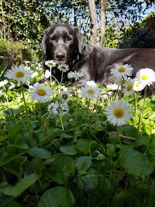 Ambulatorio Veterinario Dr. Ruggeri Michela