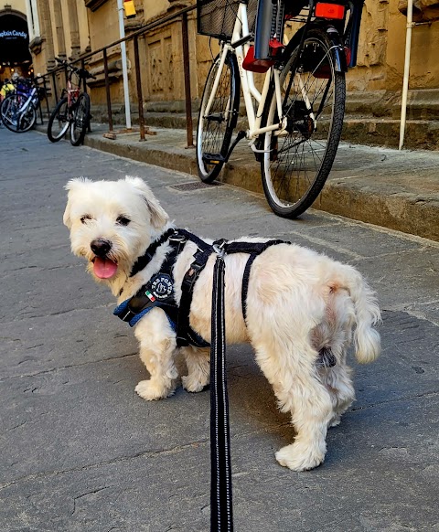 The Pet Sitter in Florence