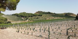 Ristorante @ Agriturismo Tenute Pispisa Segesta