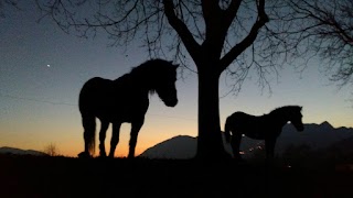 A.S.D. Ellan - Endurance Stable