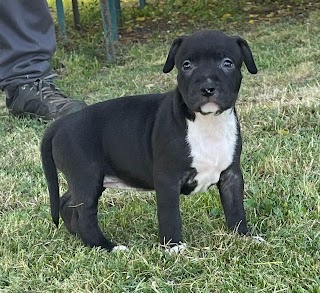 Pensione per Cani-Matrioska BloodRock Kennel-Allevamento Amstaff Blue