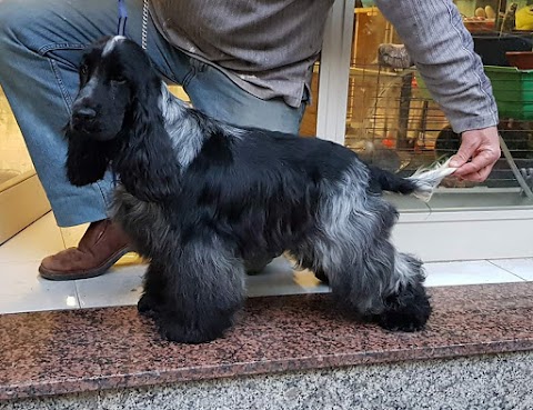 Cocker inglese allevamento di casa ANTONINO, bagheria toelettatura stripping, cani e gatti