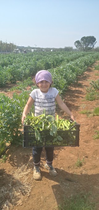 Azienda Agricola Lapiscopia