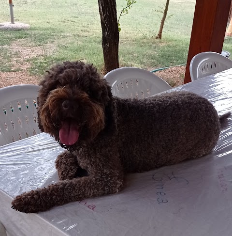 Toelettatura Snoopy la casa del Lagotto Romagnolo