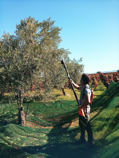 Vigna di Pettineo