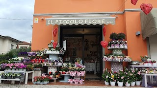 Il Piccolo Fiore