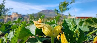 L'ortolano