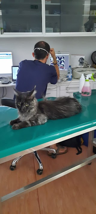 Clinica Veterinaria Monleale