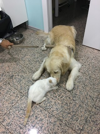 Venus Ambulatorio Veterinario