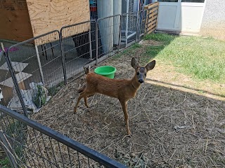 Università degli Studi di Torino Dipartimento di Scienze Veterinarie