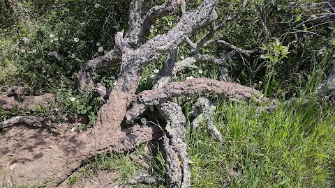 Riserva naturale della Sughereta di Pomezia