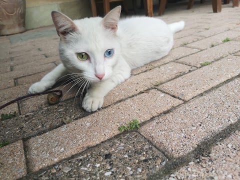 Clinica Veterinaria Citta' del Marmo Pronto Soccorso 24h