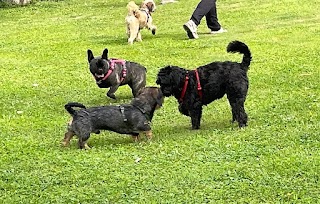 Sulla Strada del Cane - Centro Cinofilo