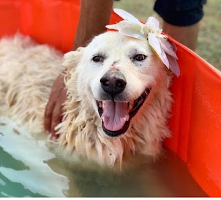 Zampa Siciliana Onlus -rifugio & Pensione Per Animali D Affezione