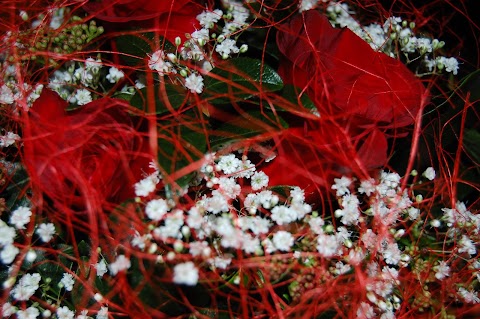 Fiori Massolini di Facchetti Ivana