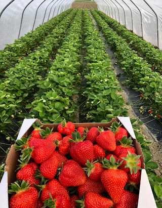 Azienda Agricola La Pedrocca di Musi Catia