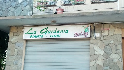 La Gardenia Di Reverberi Antonella Piante E Fiori