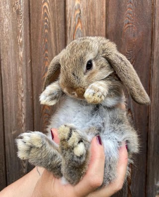 Il Cucciolo