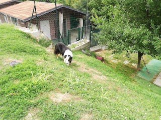 Iris Valley - Pensione per cani e gatti