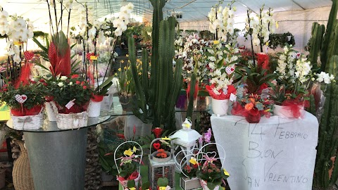 Fiori e Piante Bagni Alessandra