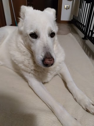 Ambulatorio Veterinario Bocchi Lorenzo E Bonte Marco